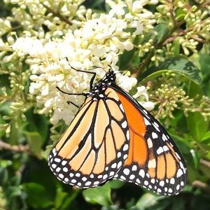 Items from My Closet details: